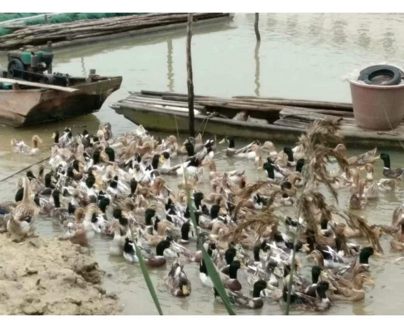 純放養(yǎng)青頭鴨、三那土雞、鳳尾菇 原生態(tài)產(chǎn)品